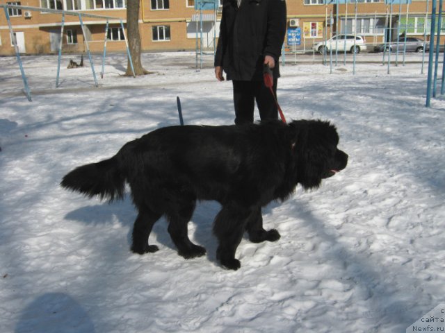 Фото: ньюфаундленд Ла Ванда де Максима (La Wanda de Maxim)