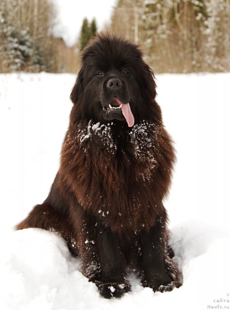 Фото: ньюфаундленд Особа Статная из Медвежьего Яра