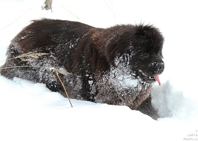 Фото: ньюфаундленд Особа Статная из Медвежьего Яра