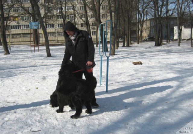 Фото: ньюфаундленд Ла Ванда де Максима (La Wanda de Maxim)