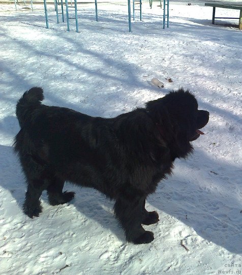 Фото: ньюфаундленд Ла Ванда де Максима (La Wanda de Maxim)