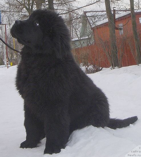 Фото: ньюфаундленд Bjornebandens Nancy Wilson, Dar Svezy Basket of Roses