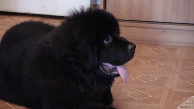 Фото: ньюфаундленд Обаятельная Леди от Ласкового Дельфина