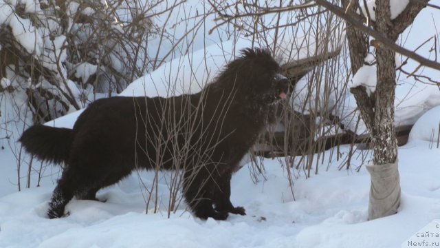 Фото: ньюфаундленд Обаятельная Леди от Ласкового Дельфина