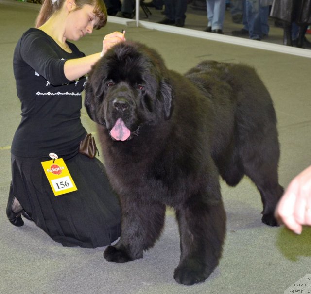 Фотография № 89607