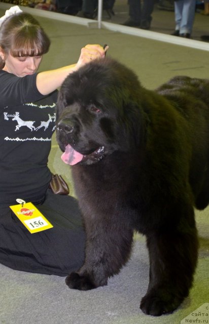 Фотография № 89608