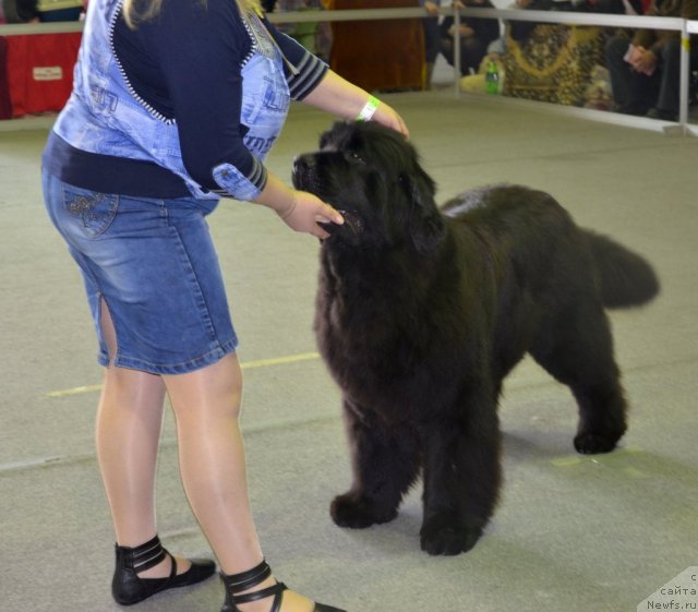 Фото: ньюфаундленд Акватория Келвин Оушен Дрим