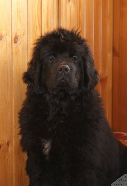 Фото: ньюфаундленд Сент Джонс Эбони ин Файер