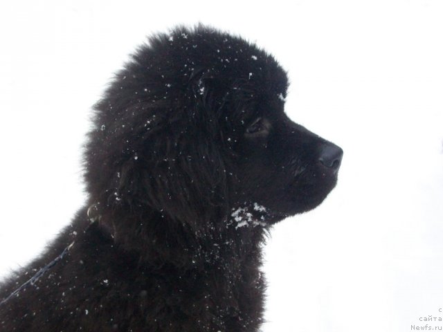 Фото: ньюфаундленд Сент Джонс Юкатан