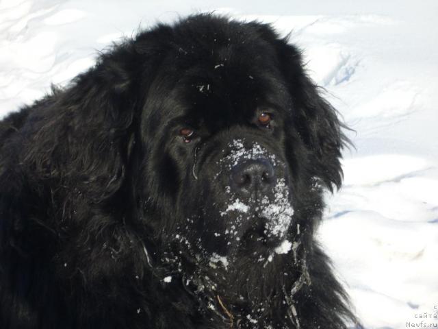 Фото: ньюфаундленд Царевич Славный из Медвежьего Яра (Tsarevich Slavny iz Medvejyego Yara)