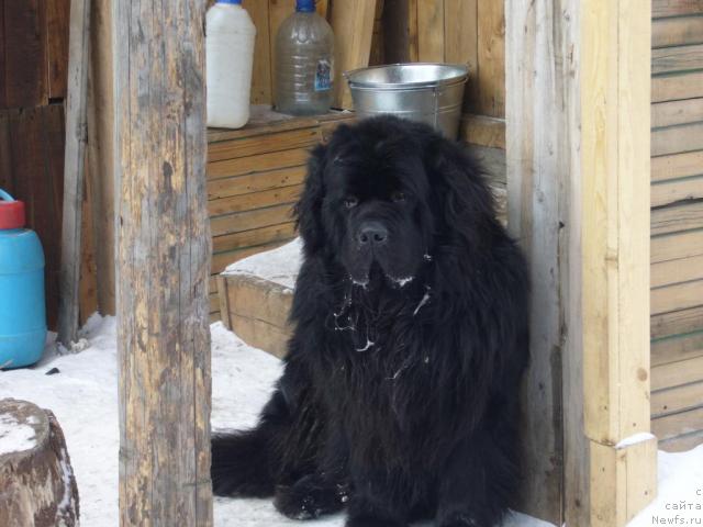 Фото: ньюфаундленд Царевич Славный из Медвежьего Яра (Tsarevich Slavny iz Medvejyego Yara)