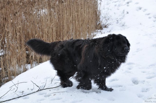 Фото: ньюфаундленд Дакси Пэйв Блэк, Оксана Урбанович