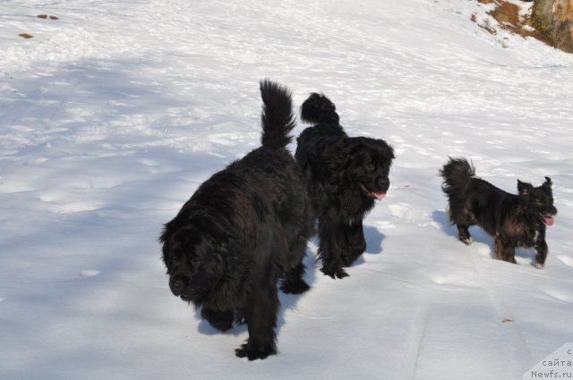 Фото: ньюфаундленд Дакси Пэйв Блэк