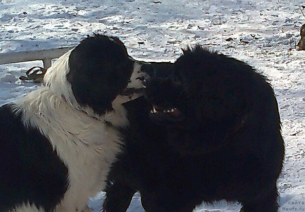 Фото: ньюфаундленд Ла Бель Мишель (La Belle Michaela), ньюфаундленд Ла Ванда де Максима (La Wanda de Maxim)