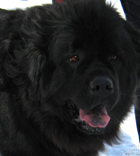Фото: ньюфаундленд Ла Ванда де Максима (La Wanda de Maxim)