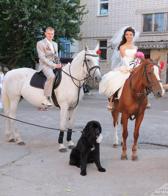 Фото: ньюфаундленд Лесли-Сиа Фловер (Leslley-Sia Flover), Марина Полевик