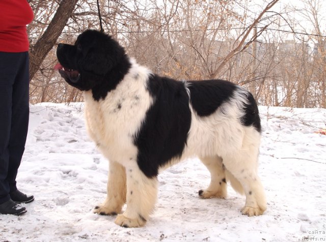 Фотография № 89662