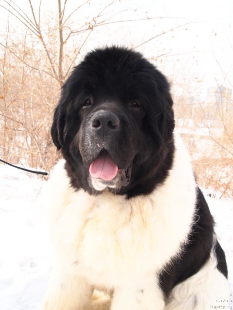 Фотография № 89663