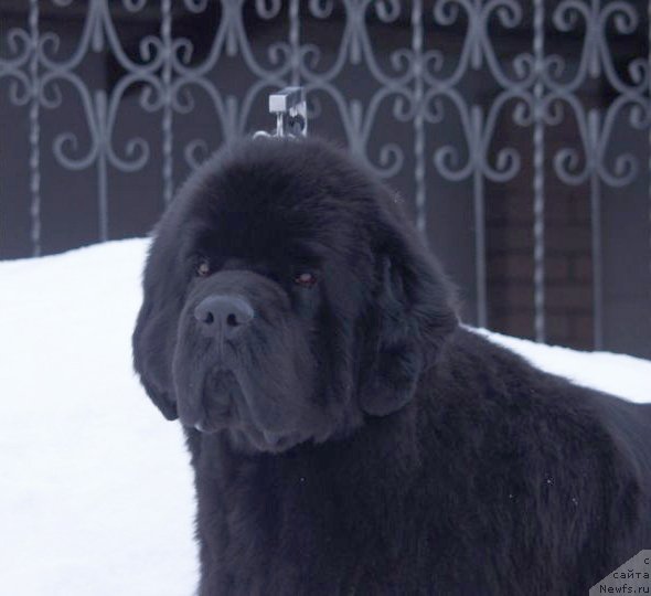 Фото: ньюфаундленд Borntobe Like Sam iz Volotova
