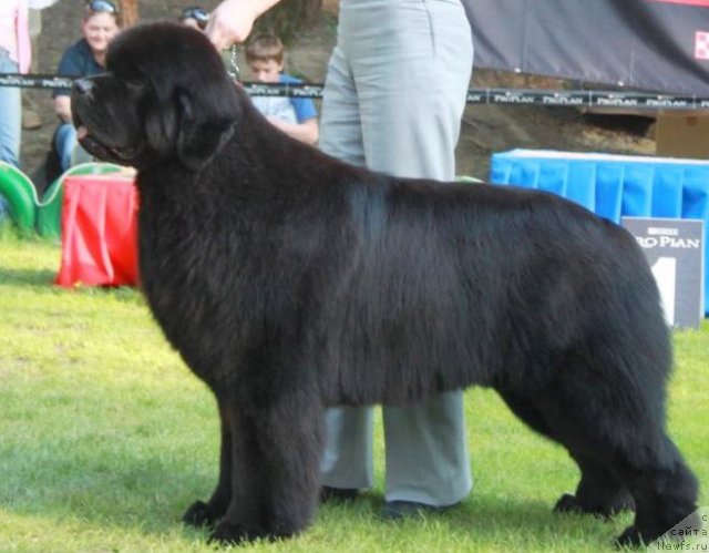 Фото: ньюфаундленд Borntobe Like Sam iz Volotova