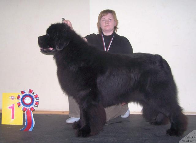 Фото: ньюфаундленд Denis Roussow vom Riesrand, Татьяна Абутова