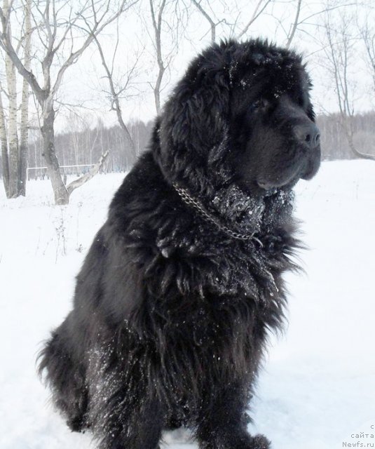 Фото: ньюфаундленд Бегущая по Волнам Высшая Лига