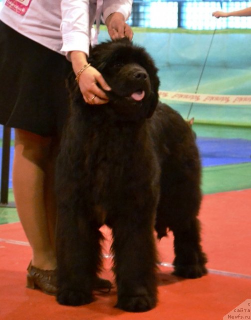 Фото: ньюфаундленд Супер Премиум Италия