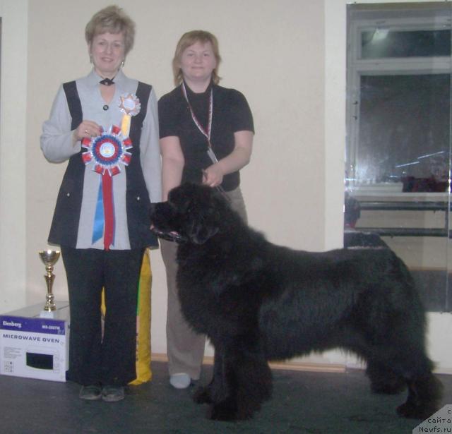 Фото: Екатерина Сенашенко, Татьяна Абутова, ньюфаундленд Denis Roussow vom Riesrand