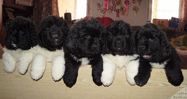 Фотография № 89681