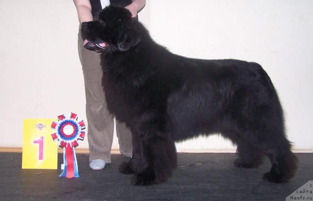 Фото: ньюфаундленд Denis Roussow vom Riesrand