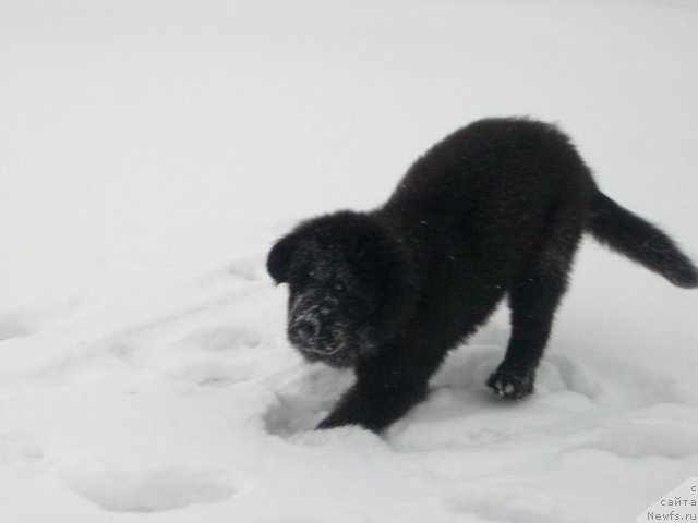 Фото: ньюфаундленд Сент Джонс Юкатан