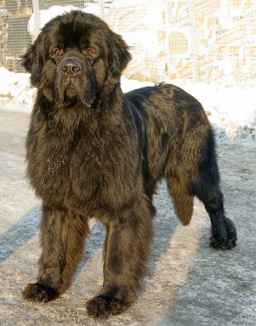 Фото: ньюфаундленд Дар Свезы Юстас Сагиттариус (Dar Svezy Ustas Sagittarius)