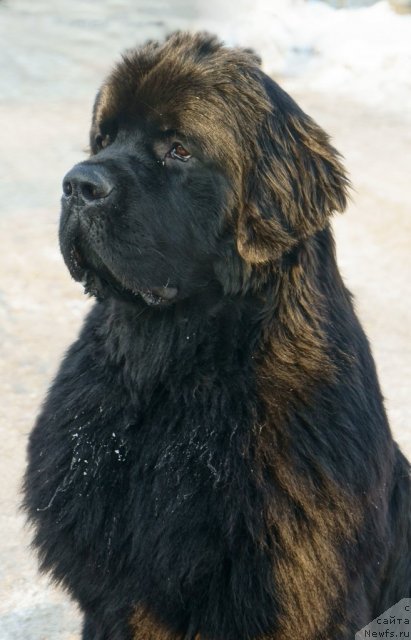 Фото: ньюфаундленд Дар Свезы Юстас Сагиттариус (Dar Svezy Ustas Sagittarius)