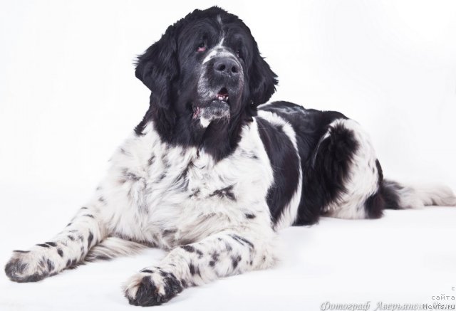 Фото: ньюфаундленд Маг Исполин Карте Бланч фор Питерньюф (Mag Ispolin Carte Blanche for Piternyuf)