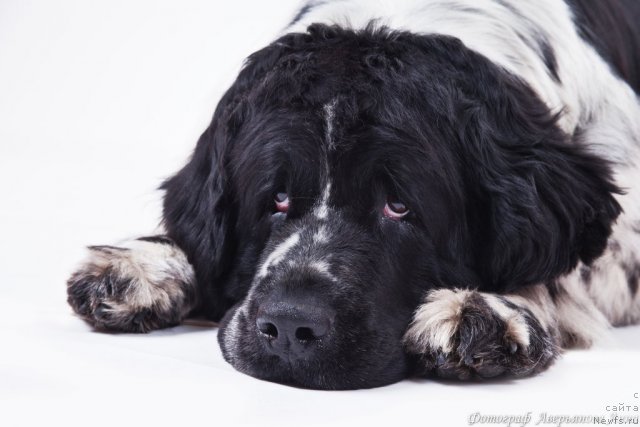 Фото: ньюфаундленд Маг Исполин Карте Бланч фор Питерньюф (Mag Ispolin Carte Blanche for Piternyuf)