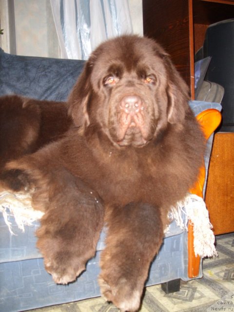 Фото: ньюфаундленд Черный Шарм Амбер Бест Дог ФО Марлеон
