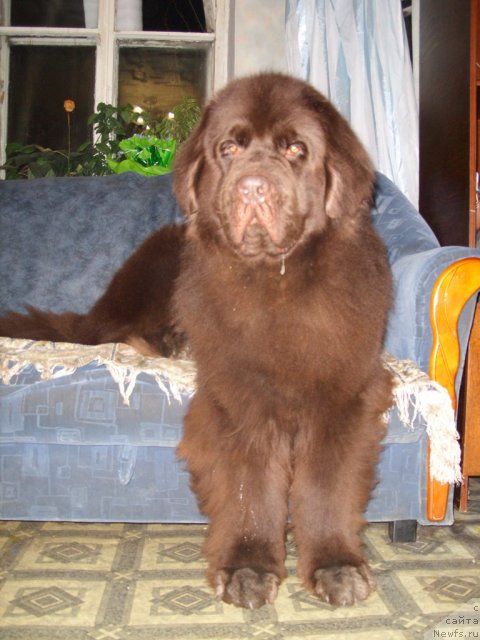 Фото: ньюфаундленд Черный Шарм Амбер Бест Дог ФО Марлеон