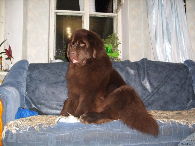 Фото: ньюфаундленд Черный Шарм Амбер Бест Дог ФО Марлеон