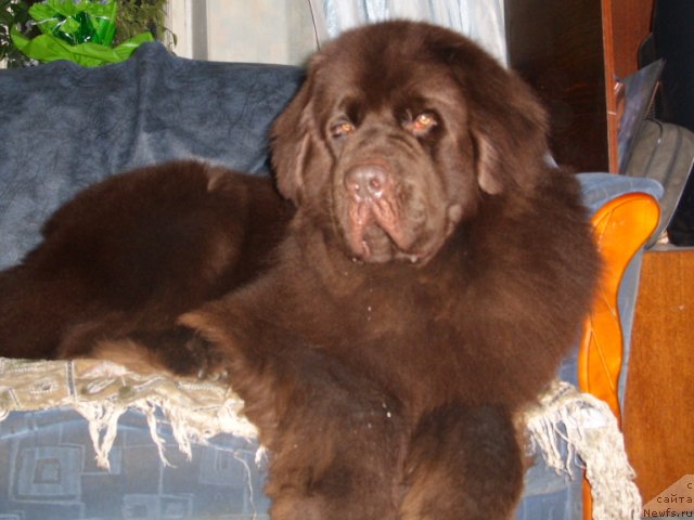 Фото: ньюфаундленд Черный Шарм Амбер Бест Дог ФО Марлеон
