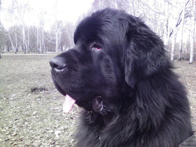 Фото: ньюфаундленд Мороз-Воевода от Сибирского Медведя