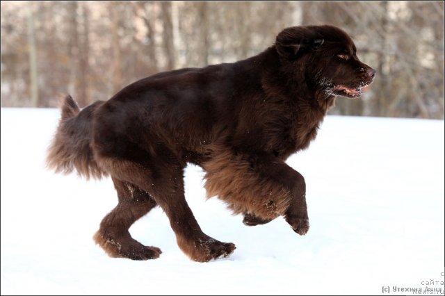 Фото: ньюфаундленд Черный Шарм Ангельская Красота (Chernyi Sharm Angel'skaya Krasota)