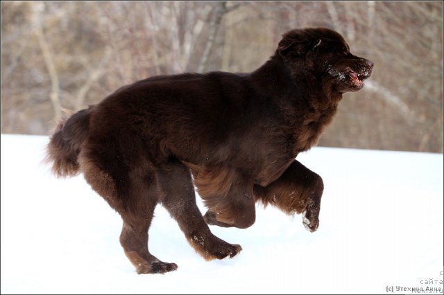 Фото: ньюфаундленд Черный Шарм Ангельская Красота (Chernyi Sharm Angel'skaya Krasota)