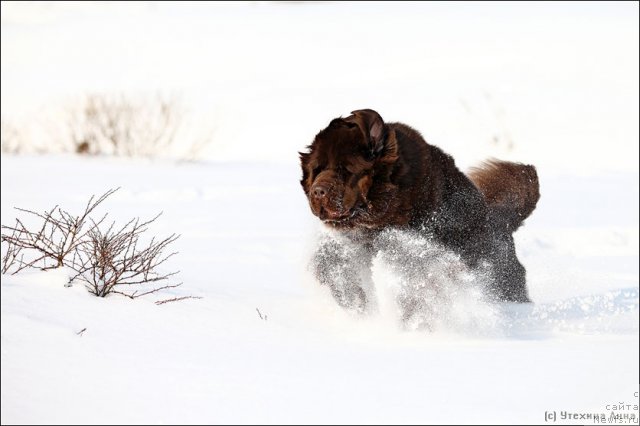 Фотография № 89732