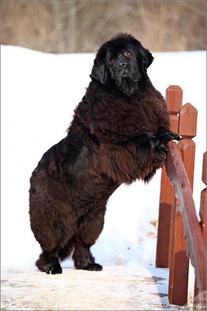 Фото: ньюфаундленд Чанси из Золотого Треугольника