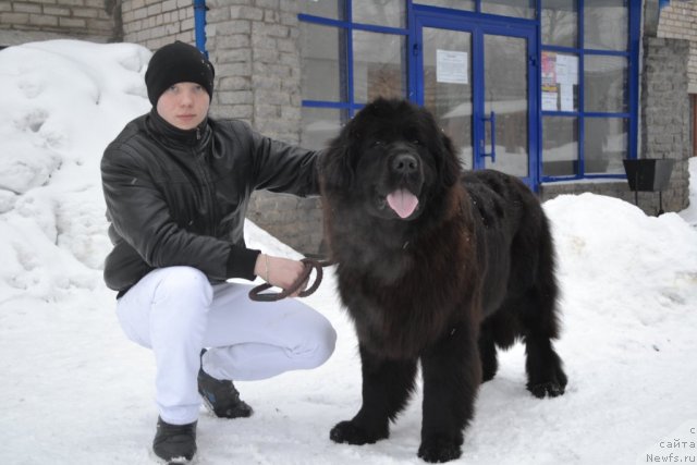 Фото: ньюфаундленд Уильям Наследник Трона