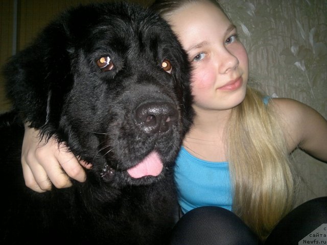 Фото: ньюфаундленд Великий Медведь Загадка