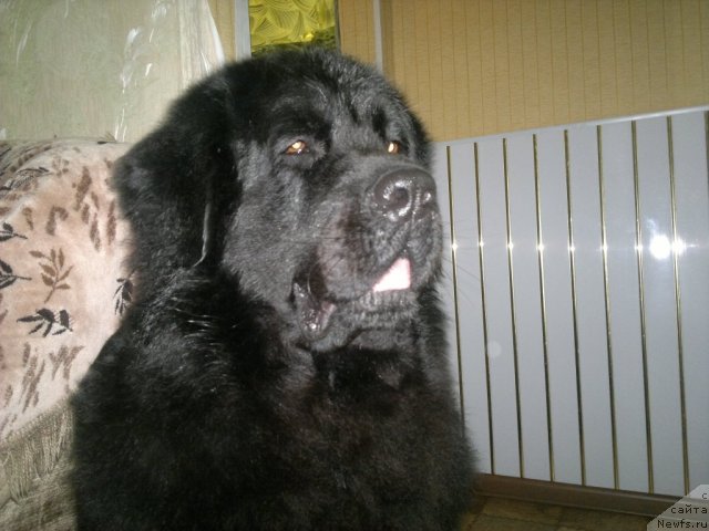 Фото: ньюфаундленд Великий Медведь Загадка