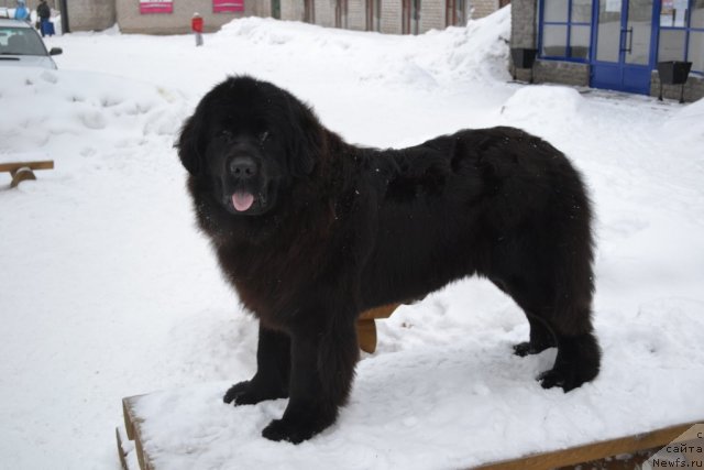Фото: ньюфаундленд Уильям Наследник Трона