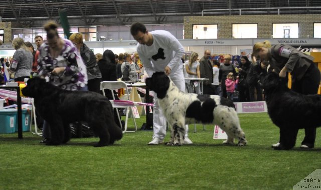 Фото: ньюфаундленд Сент Джонс Хендсел фо Ми (Sent Djons Handsel for Me), ньюфаундленд Аквиан Сонг Зеро Гравити (Akvian Song Zero Graviti)