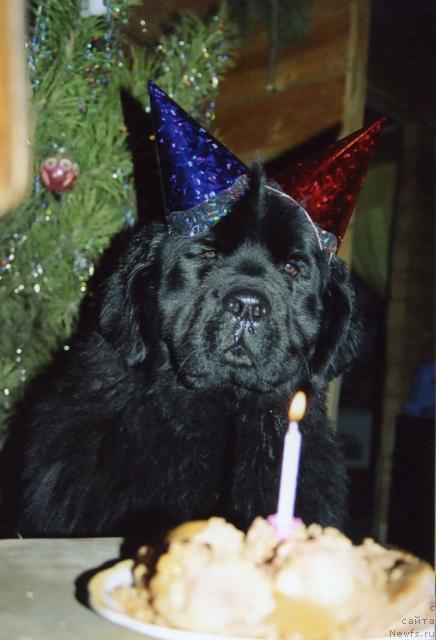 Фото: ньюфаундленд Виконтесса из Медвежьего Яра (Vikontessa iz Medvejyego Yara)